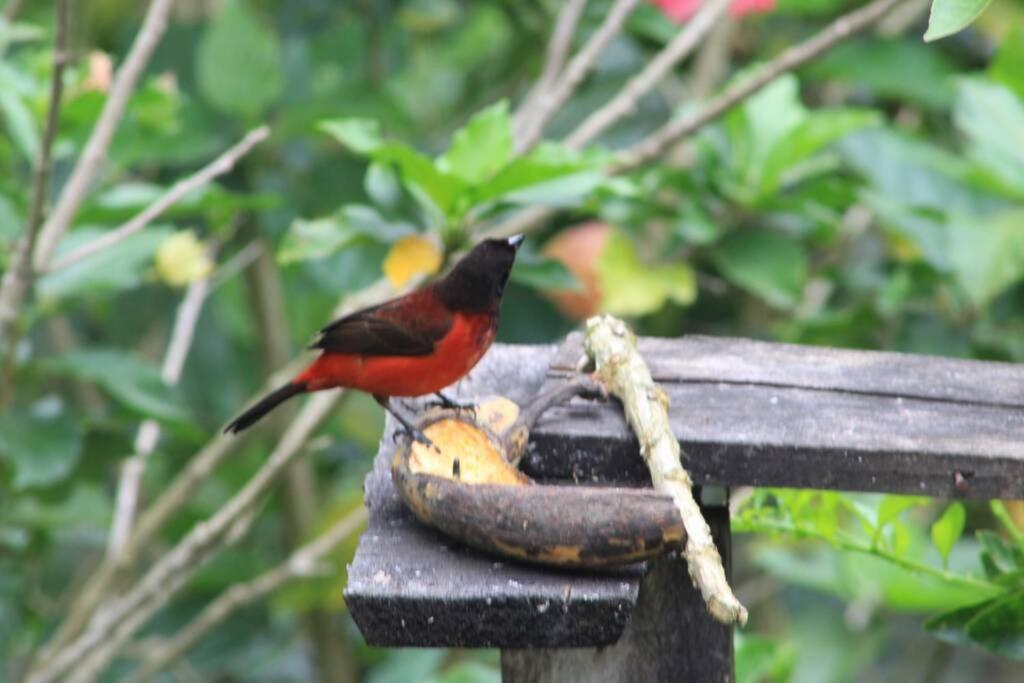 Casa el Colibrí, Finca Cerros de Payuco photo 1