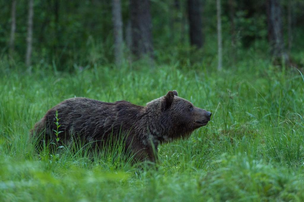 Bear Watching Hide of Alutaguse photo 4