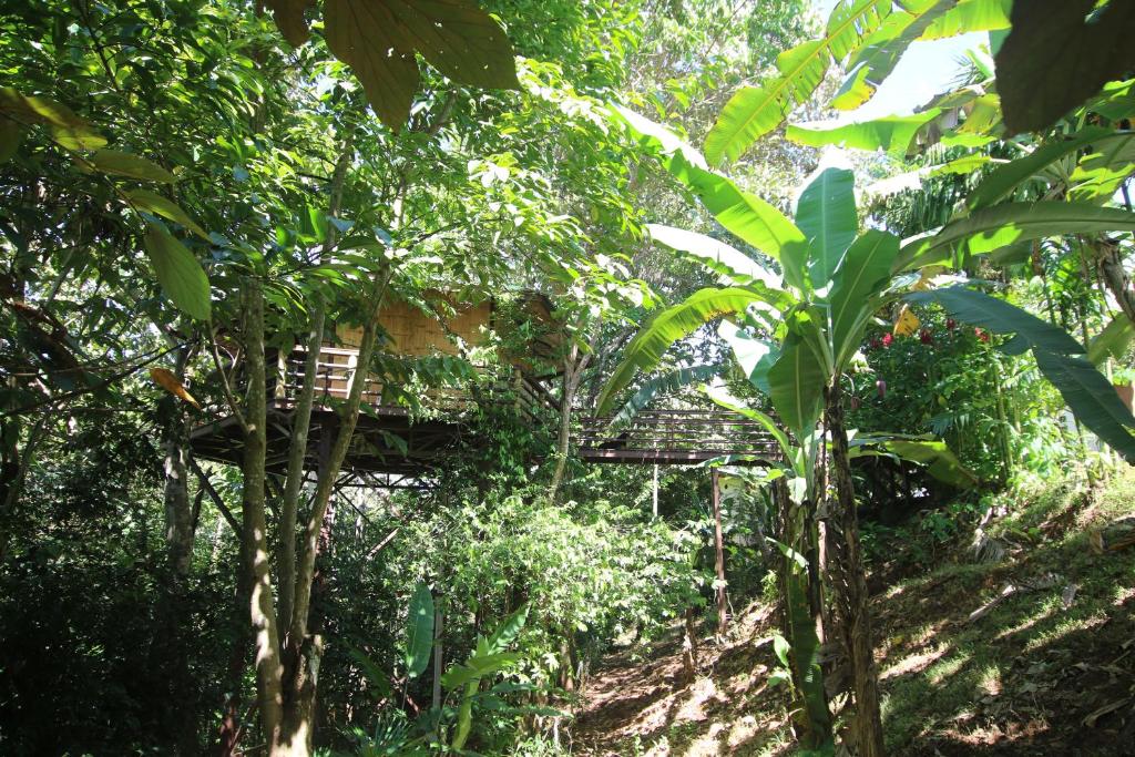 TREEHOUSE PILON PAVONES photo 2