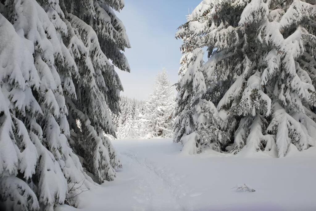 maison forêt d'Aubrac , au coeur de la nature photo 3