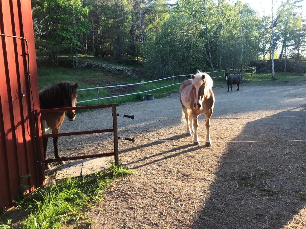 Nice holiday house at horse farm with lake and sauna photo 4