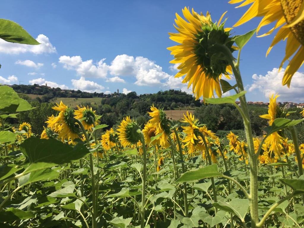 B&B Il Giardino photo 4