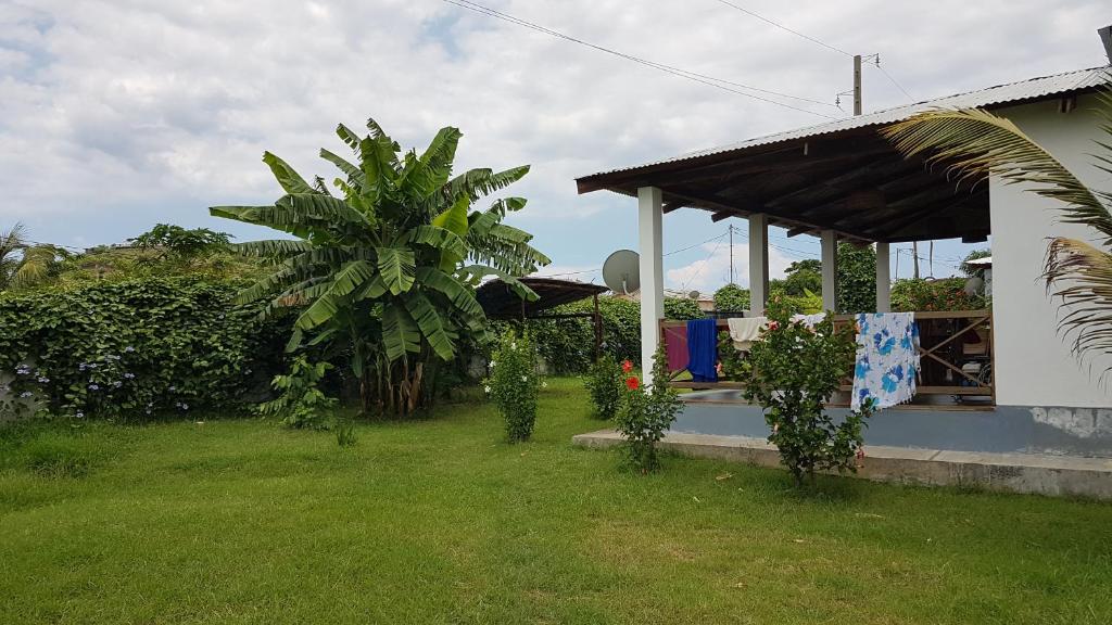 Les HIBISCUS photo 2