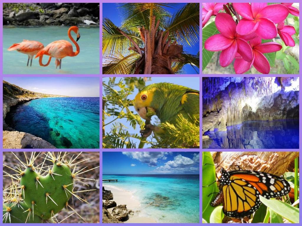 Roadrunner-Bonaire photo 3