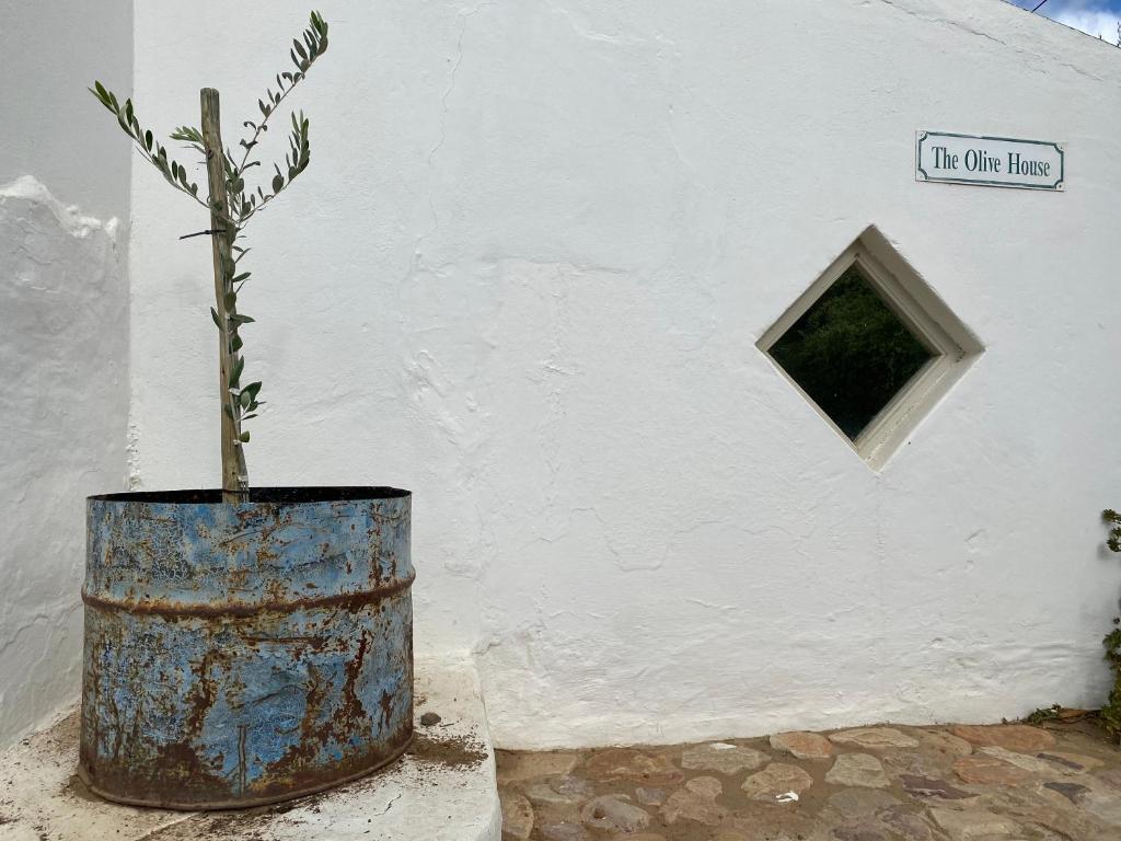 The Olive House, Prince Albert photo 4