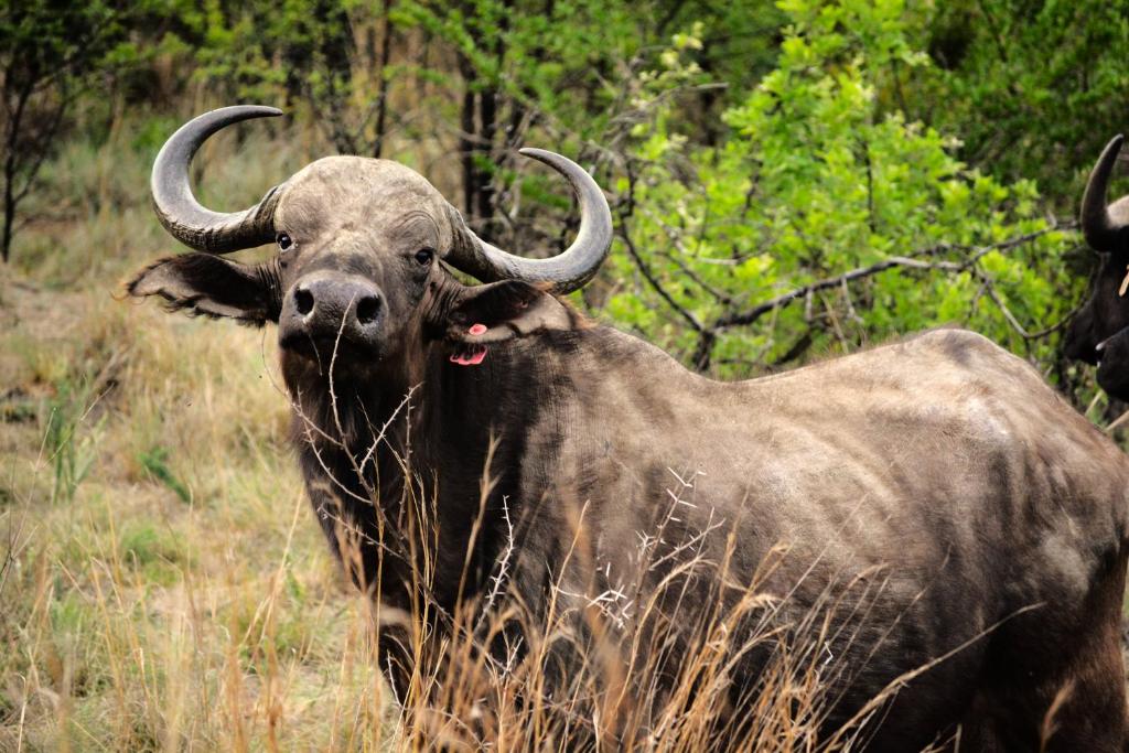 Buffalo House @Bankenkloof Private Game Reserve photo 1