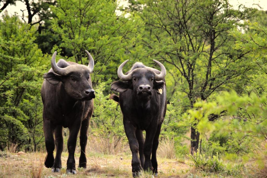 Buffalo House @Bankenkloof Private Game Reserve photo 2