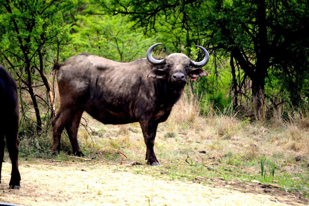 Buffalo House @Bankenkloof Private Game Reserve photo 4