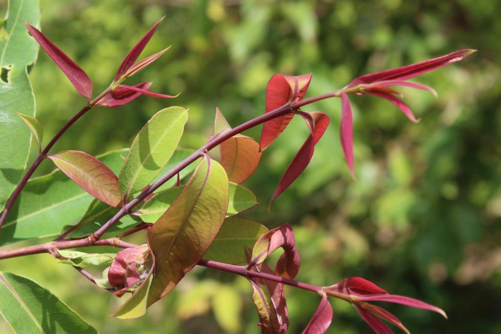 Island Smiles Homestay