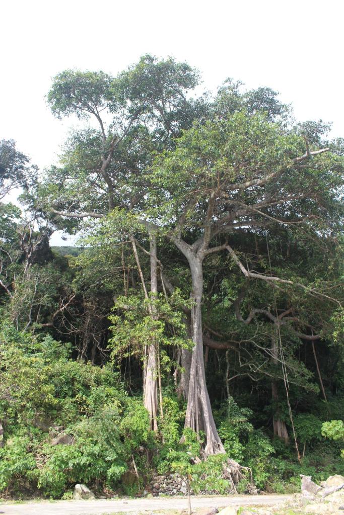 Island Smiles Homestay