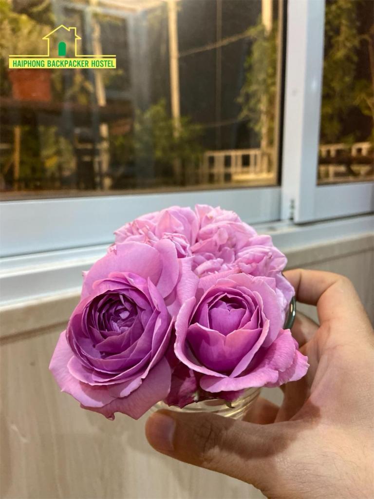 Haiphong Backpacker Hostel