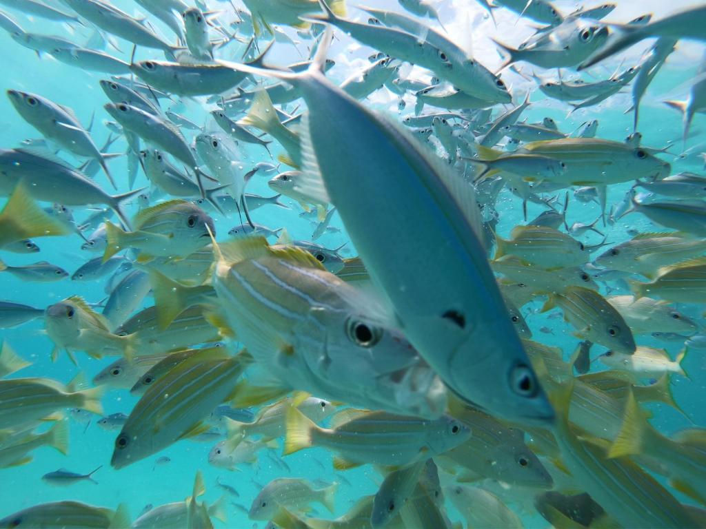 Acqua Blu Rasdhoo photo 2