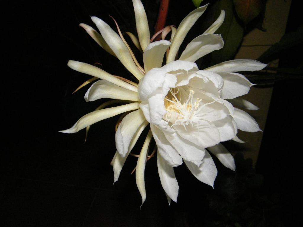Le gîte du jardin photo 2