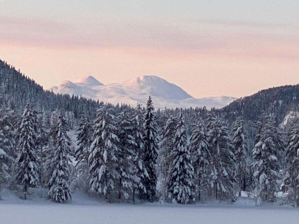 Tuddal Hyttegrend, GAMLESTUGU, Telemark photo 3