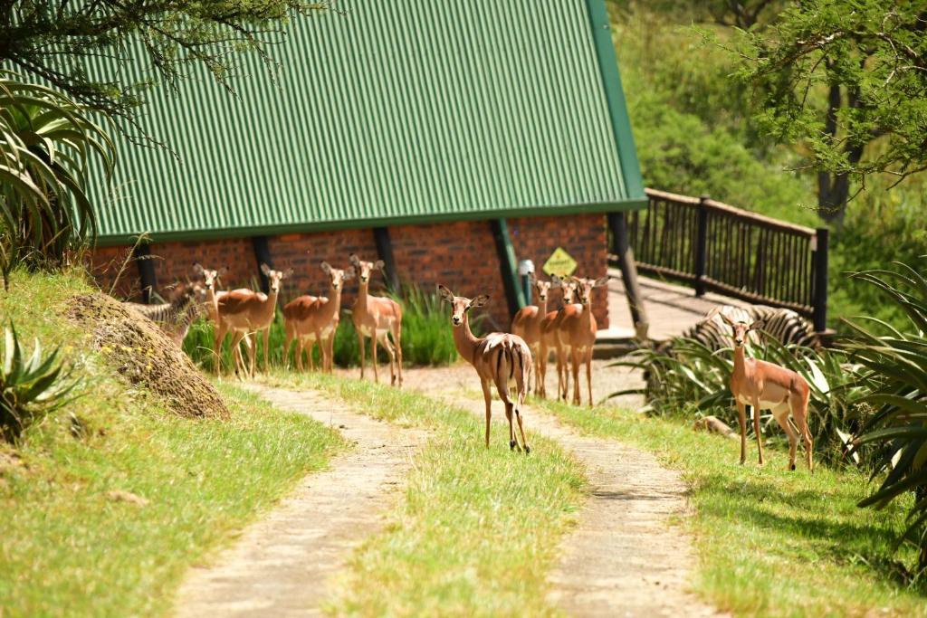 Bonnie View Game Lodge photo 4