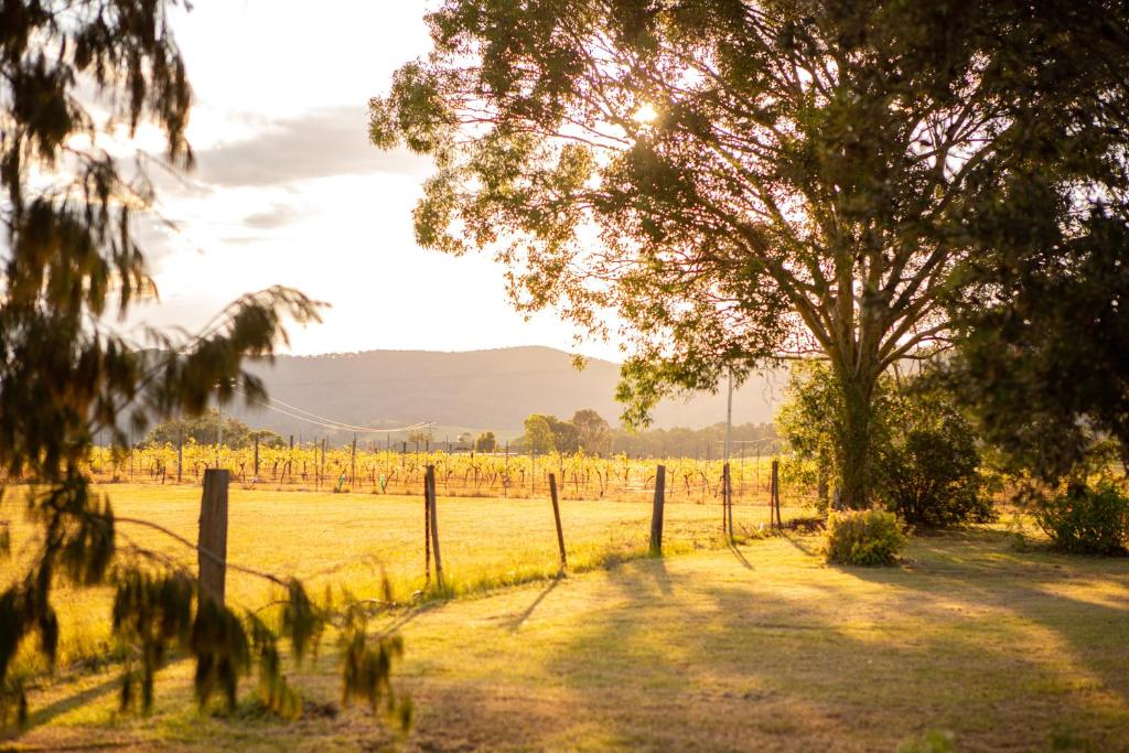 Among the Vines photo 2