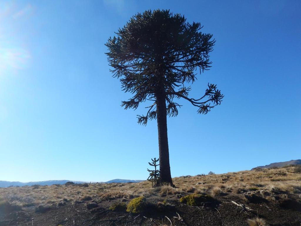 Edelweiss photo 1