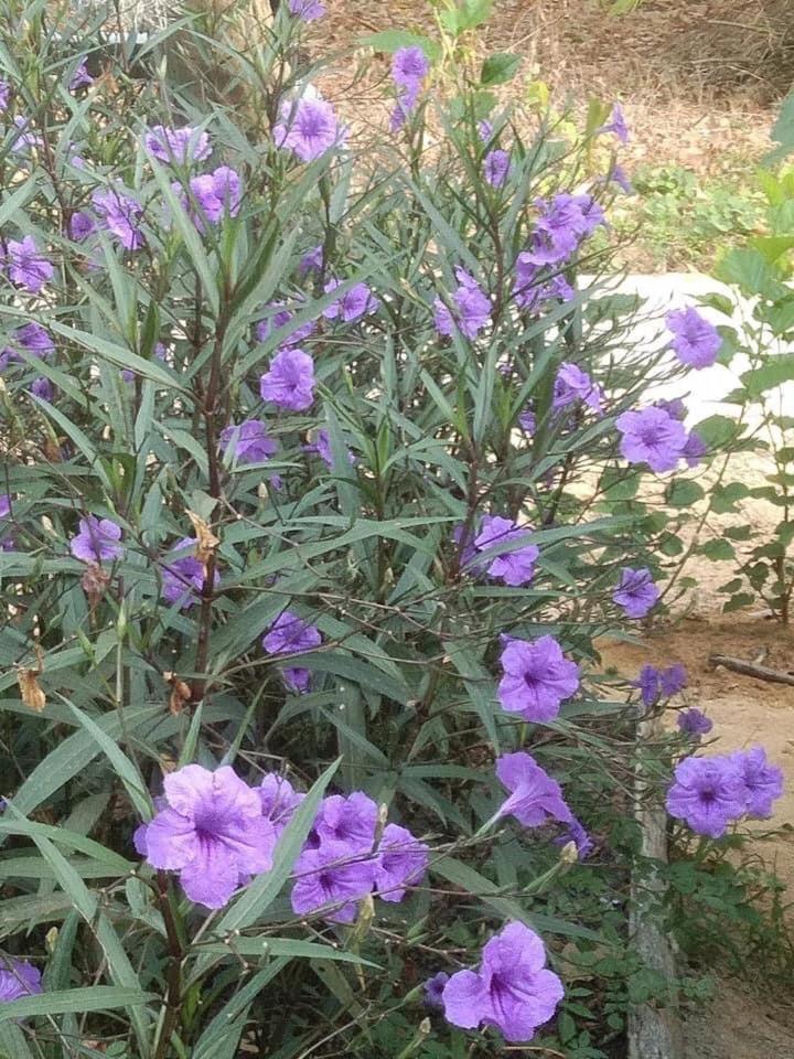Phayam Garden View photo 1