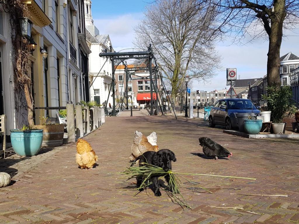 't hart van Schiedam photo 2