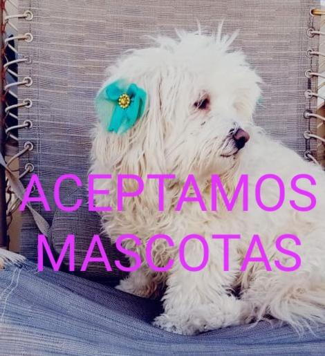 Canela Apartment, Pet friendly photo 3