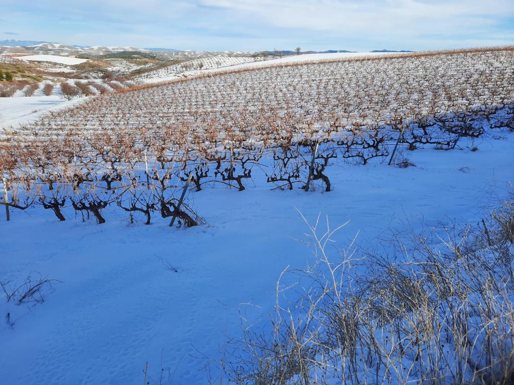 VEN GAVINO photo 1