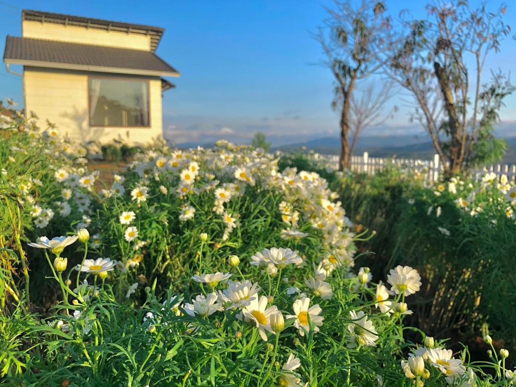 Cánh Đồng Mây Homestay