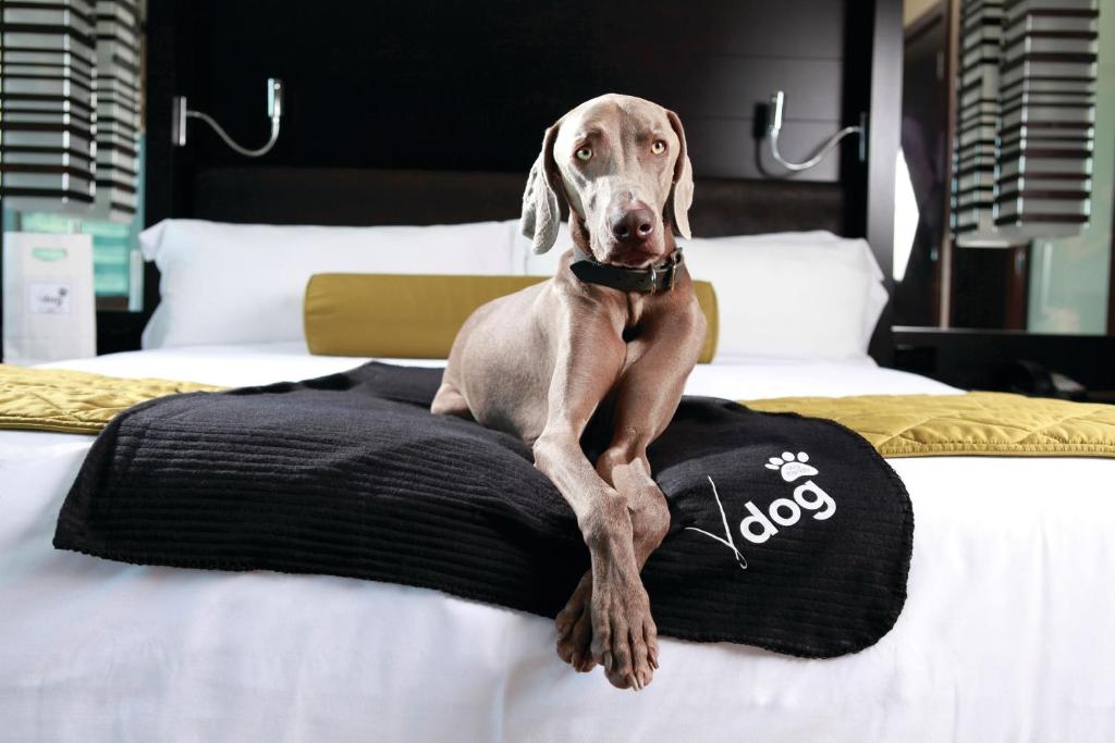Сьюит (Номер-студио «В Дог»), Vdara Hotel & Spa at ARIA Las Vegas