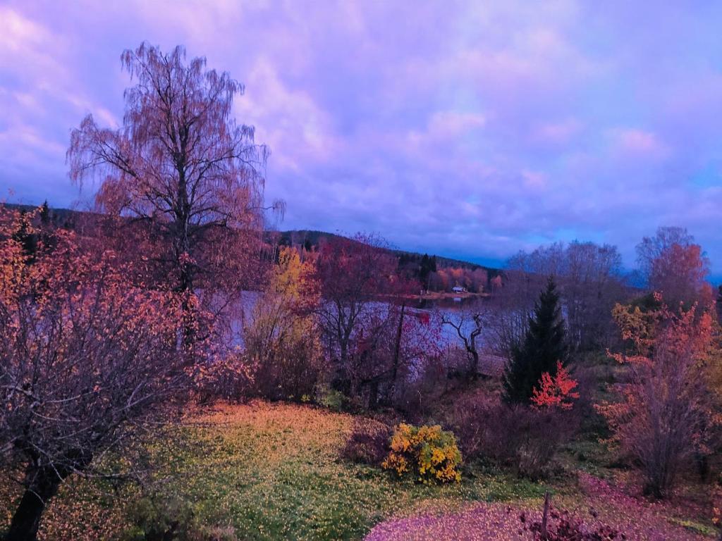 Apple tree cabin with river views photo 4