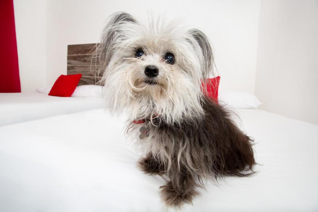 Апартаменты (Улучшенные апартаменты), SUITE 24 Hotel Boutique