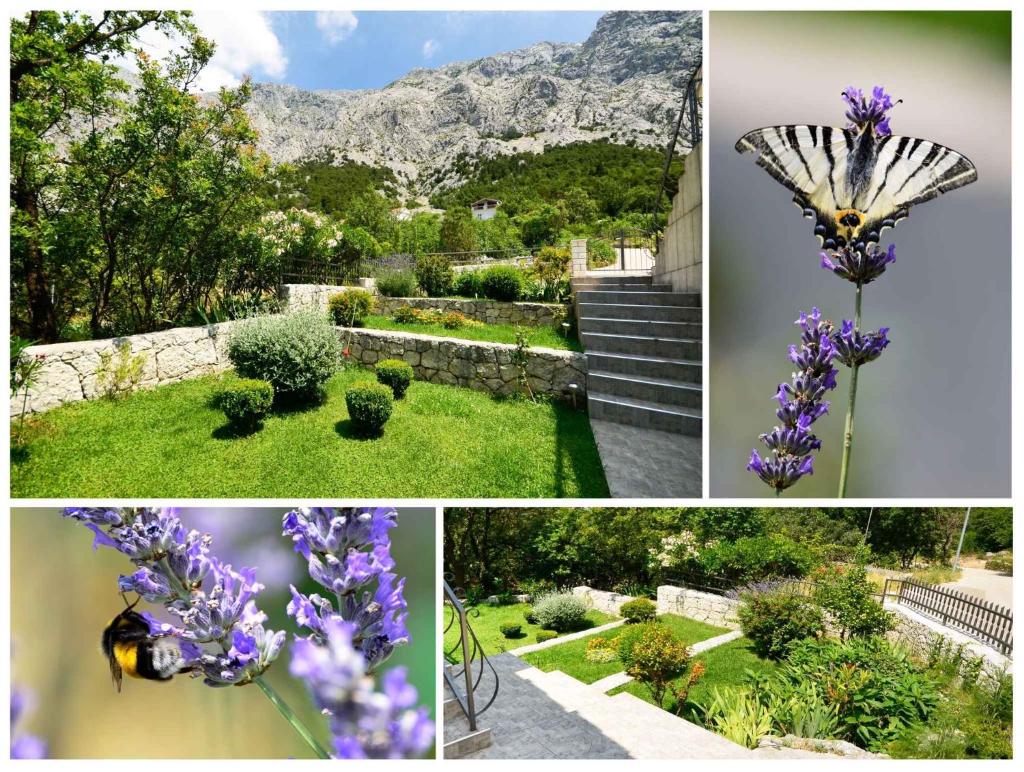 Apartment in Baska Voda 6681 photo 4