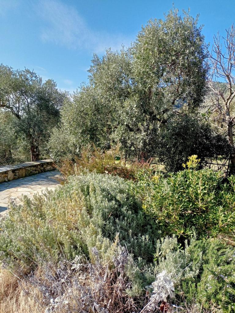 Villa Diana photo 3