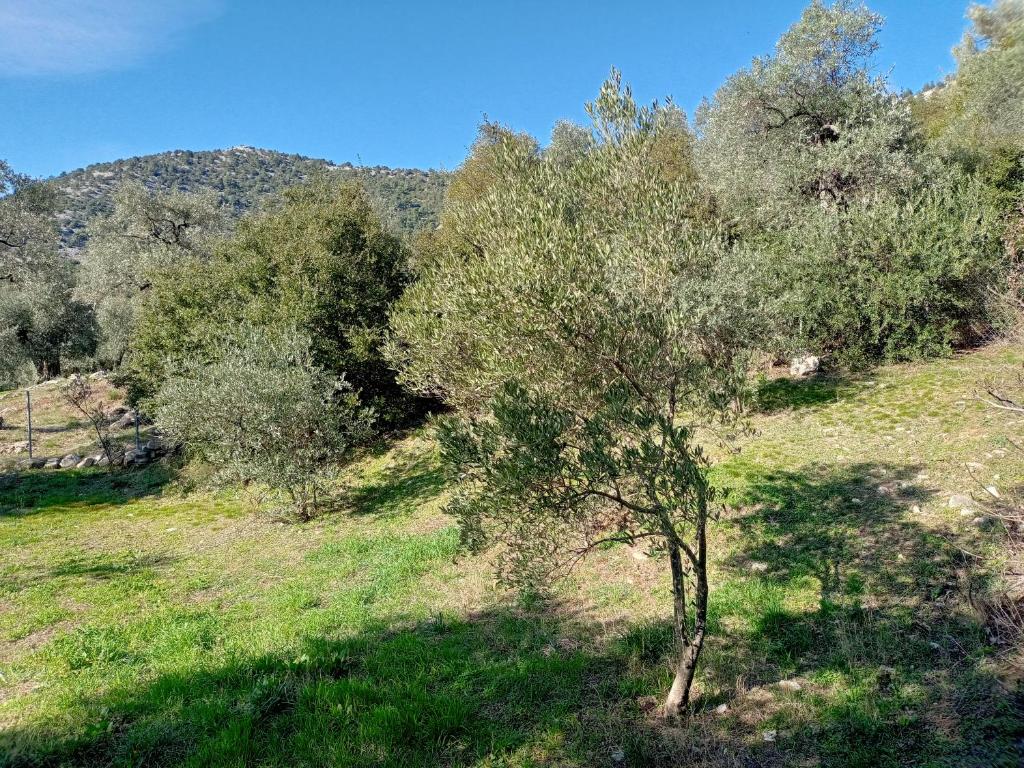 Villa Diana photo 2