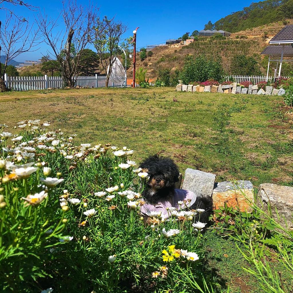 Cánh Đồng Mây Homestay