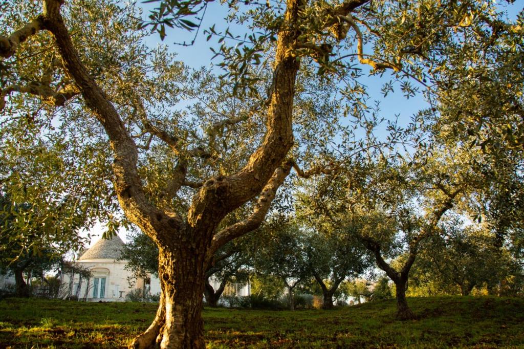 Trullo dei maestri photo 3