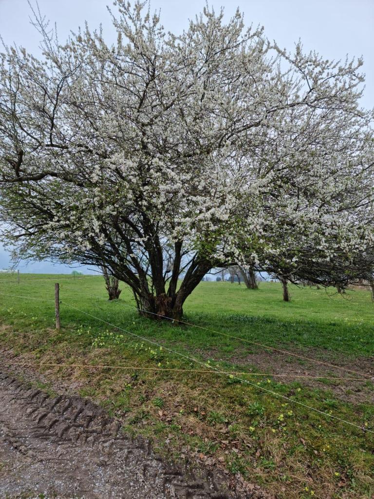 Rieplhof photo 2
