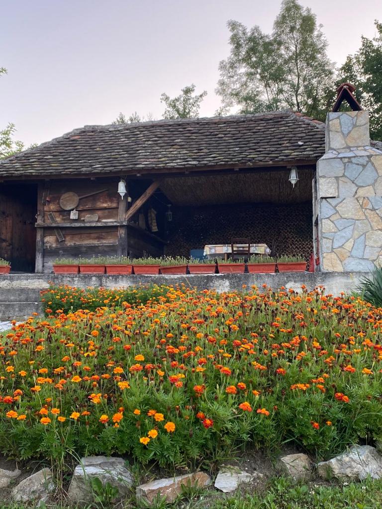 Vila Rodjak photo 4