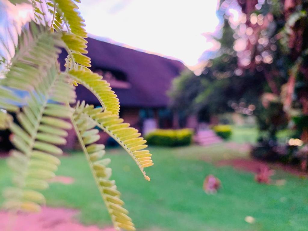 OppiPlasie Guest House & SPA photo 1