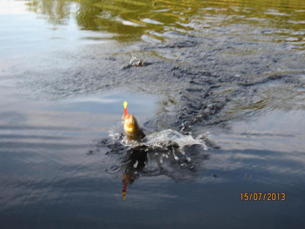 Karvisen Kissanpäivät Joensuun lähellä photo 3