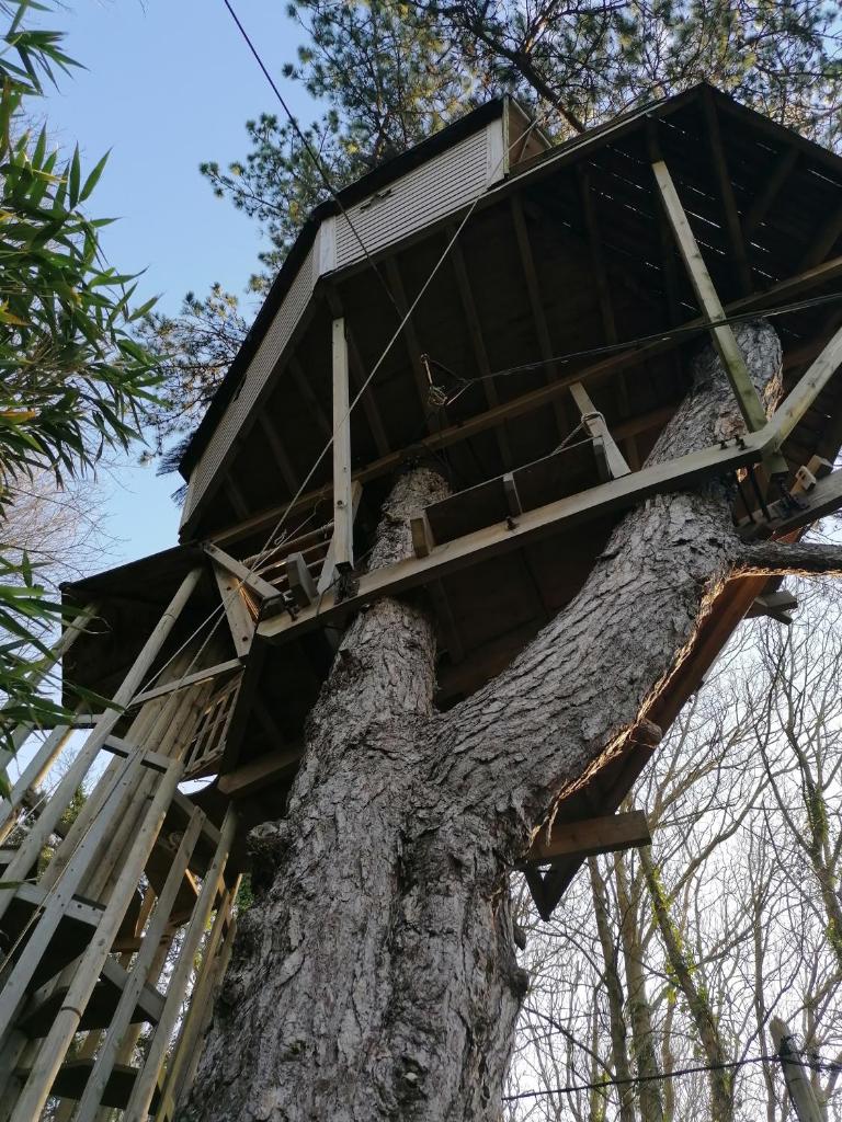 SHERWOOD TREE photo 2
