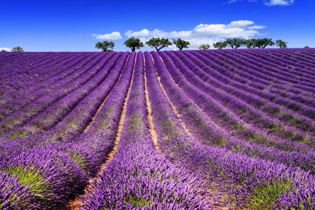 GITE AU COEUR DES GORGES DU VERDON photo 1