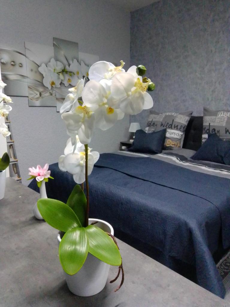 Orchideen Zimmer photo 1