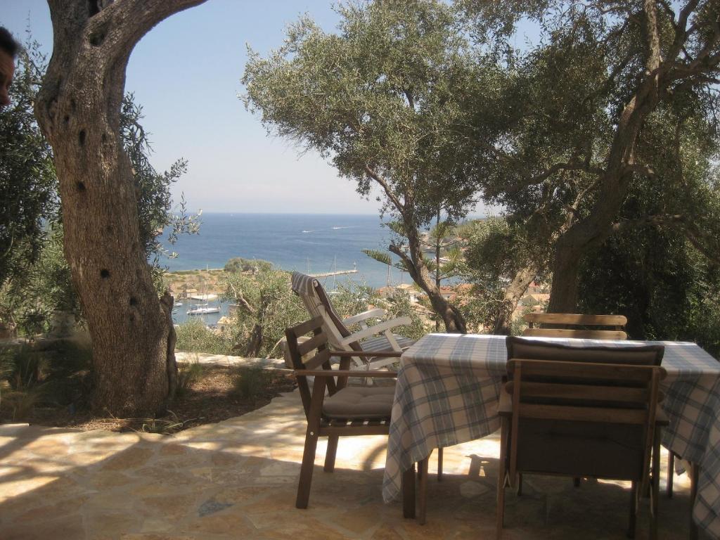 Bougainvillea photo 1