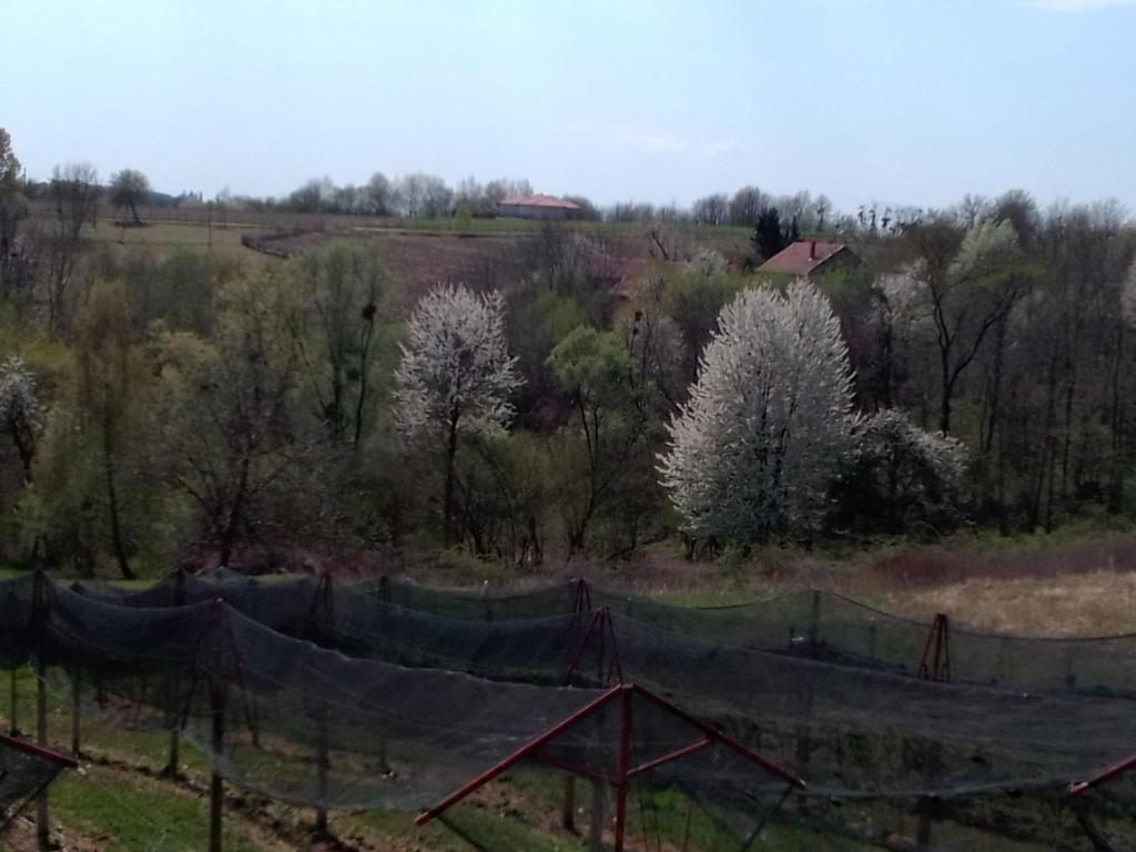Studio apartman Šafarić photo 1
