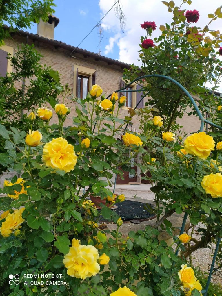 La Rosa Selvatica photo 4