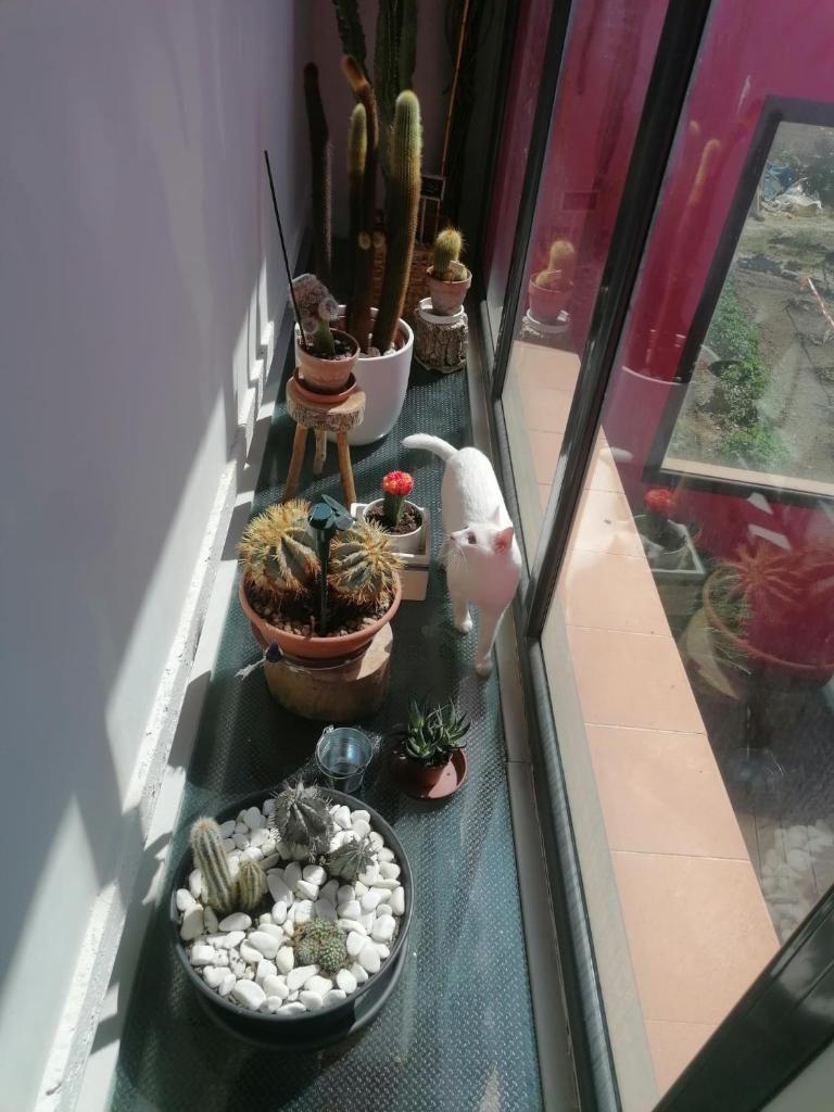 Casa Ruiz photo 4