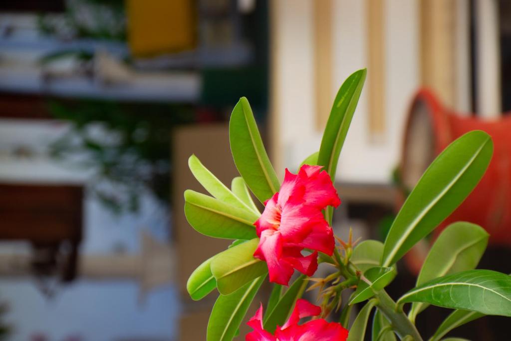 Hotel Tropicalia photo 3