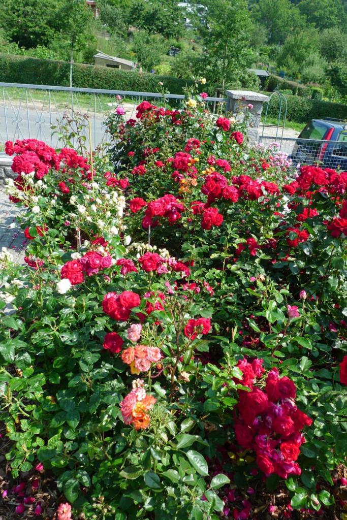 Rosenhof in Binz photo 2