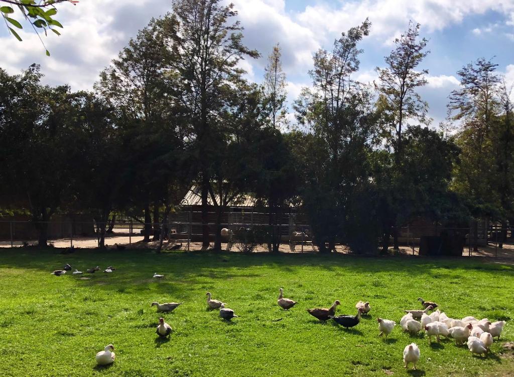 The Pony Experience; Glamping with Private Petting Zoo photo 2