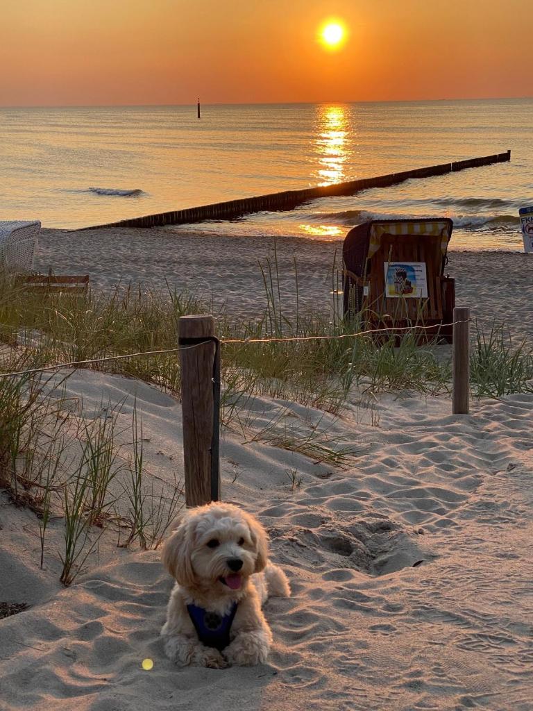 Residenz Lausitz - Apartments für Urlaub mit Hund