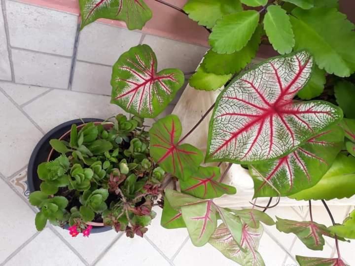 Pousada Vila Paolino photo 3